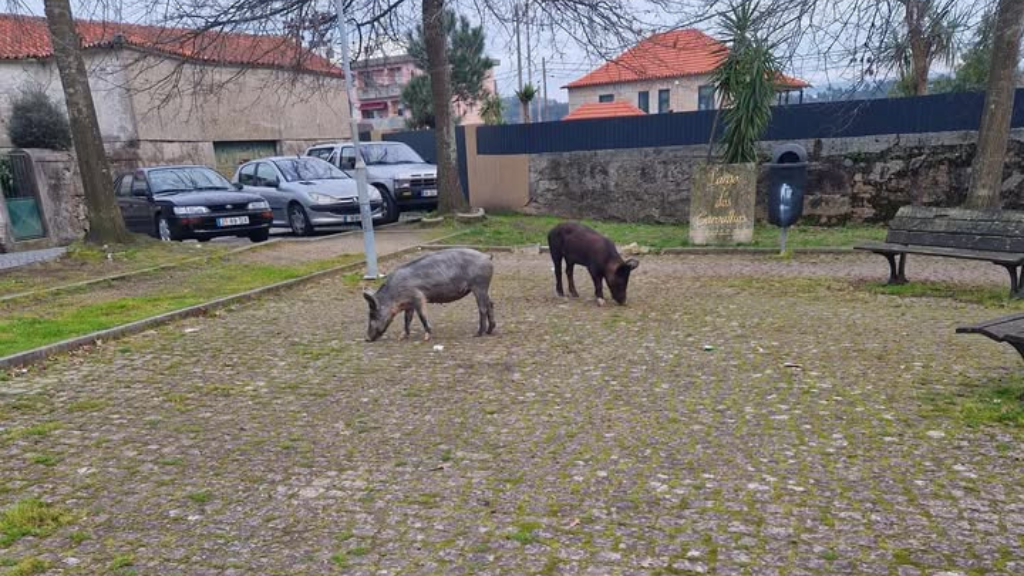 Famalicão: GNR chamada para recolher porcos à solta em Delães