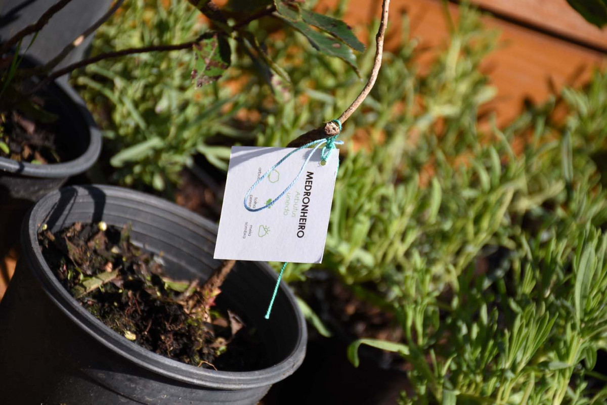 Famalicão: Município oferece árvores e arbustos para plantar em casa