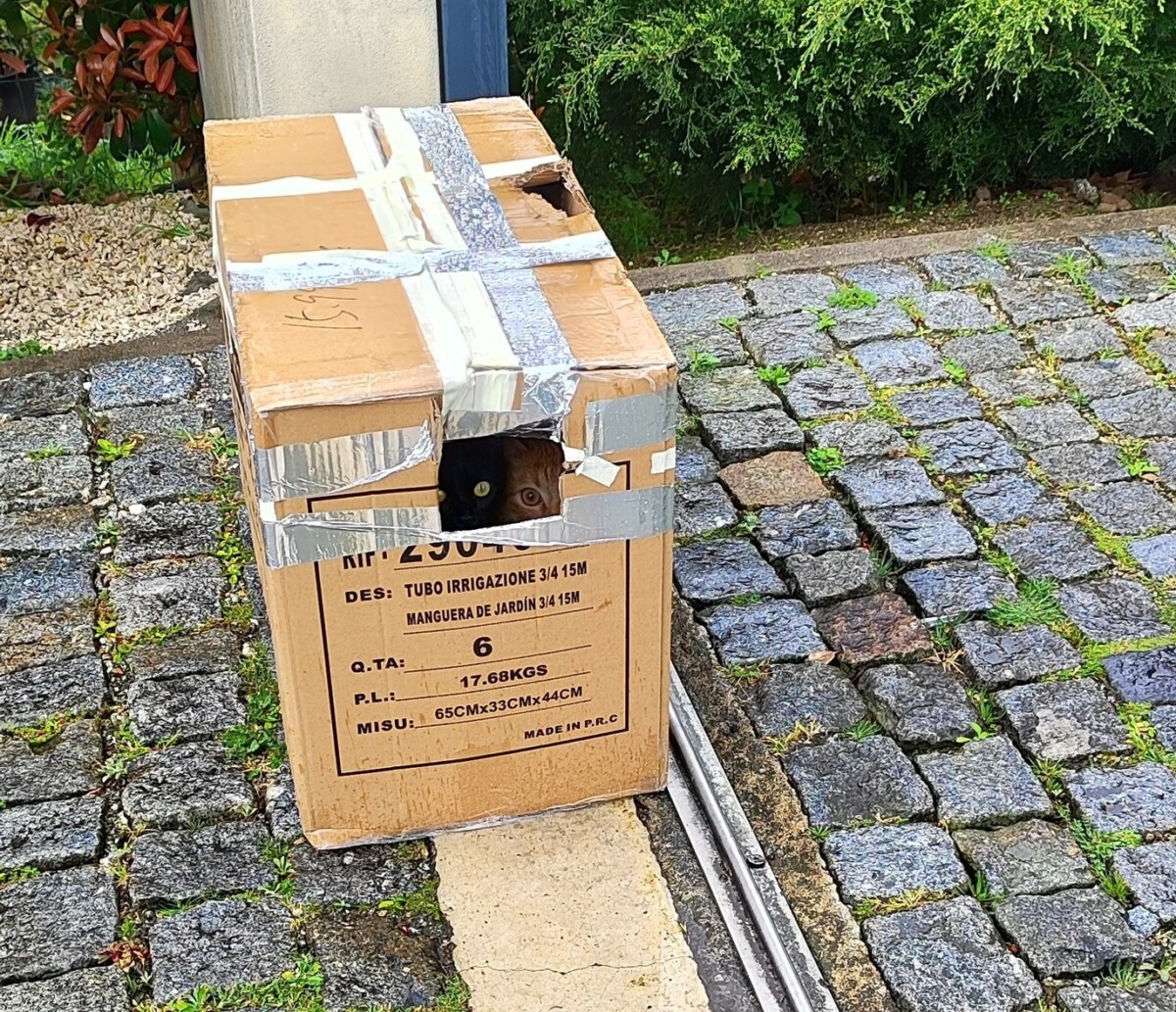 Abandonados numa caixa: Três gatos deixados à porta do CROA