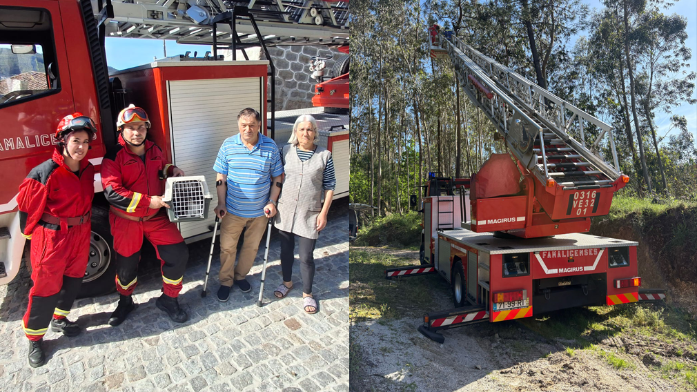 Famalicão: BV Famalicenses salvou gatinho a 20 metros de altura