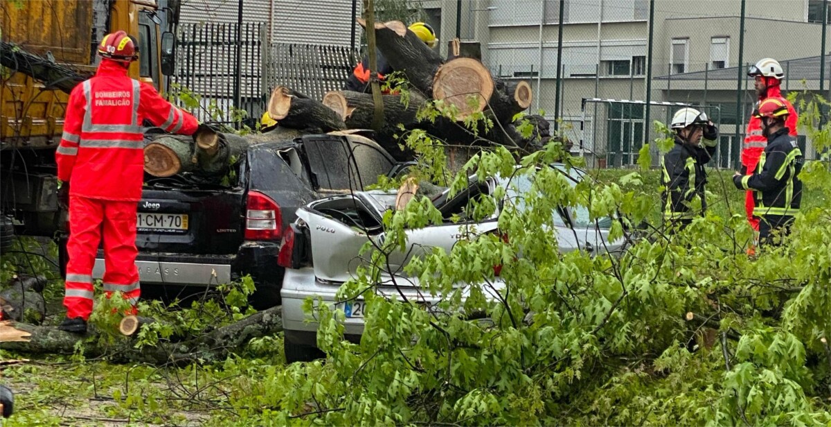Famalicão: Dois carros destruídos por queda de árvore de grande porte