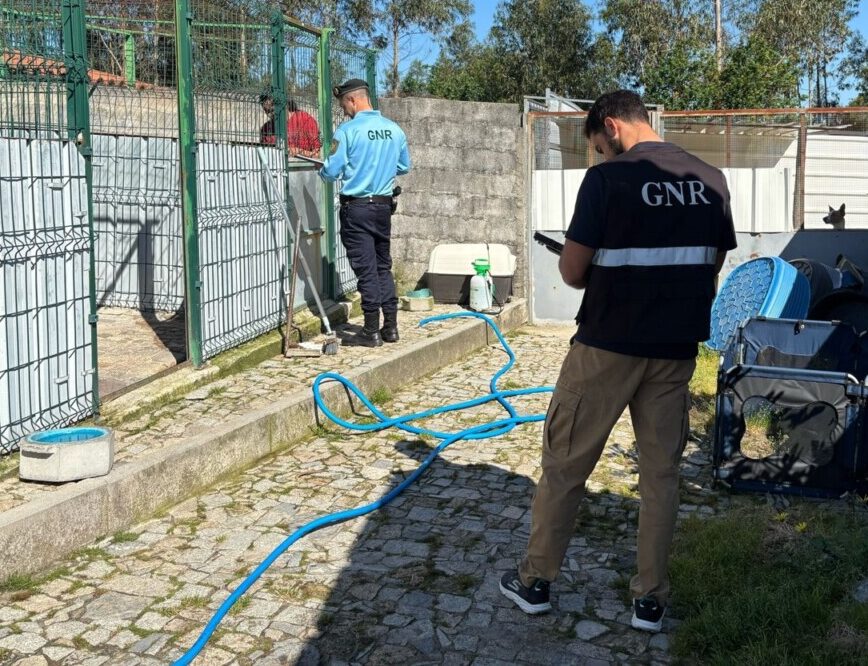 Exportavam cães com documentos falsos: GNR apanhou 12 suspeitos