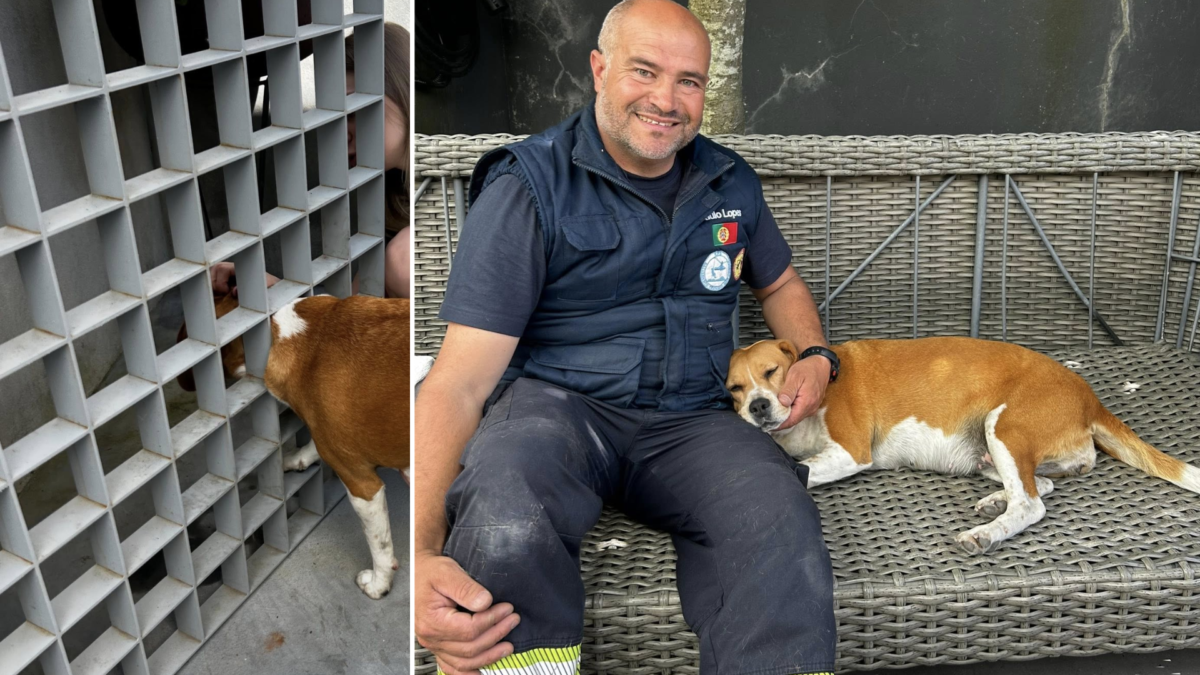 Famalicão: Brigada de Resgate Animal do CROA salva cadela presa em portão