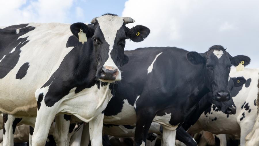 Incêndio em Outiz: Mais de 20 vacas morreram e outras 60 vão para abate