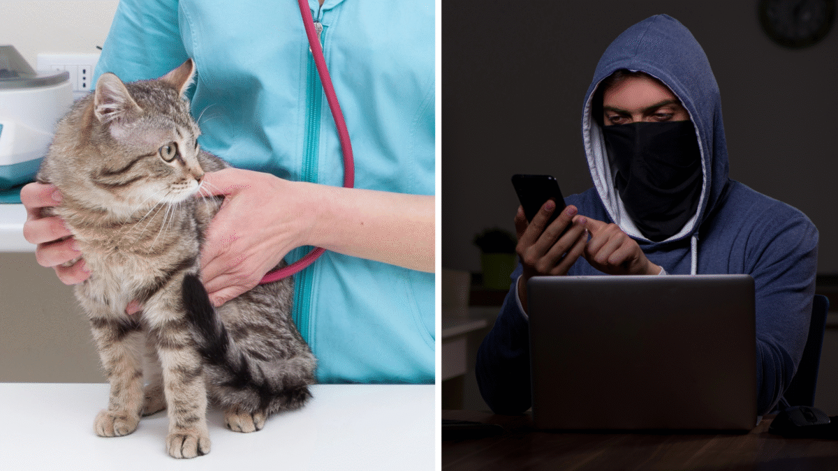 Falsos veterinários tentam burlar donos de animais desaparecidos (utilizam CROA e Cidade Hoje)