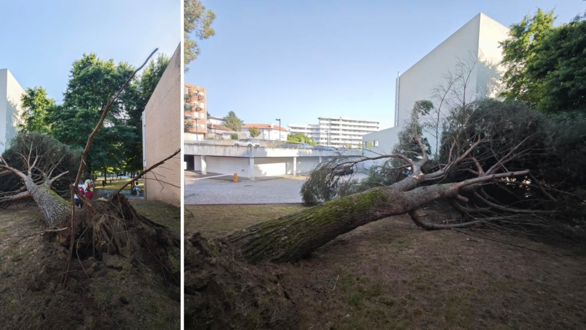 Famalicão: Árvore de grande porte cai no Parque de Sinçães