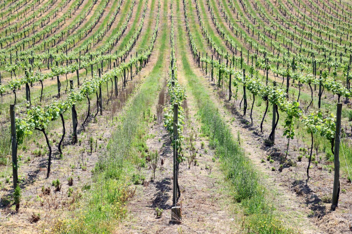 Prova de vinhos verdes junta produtores locais em Famalicão