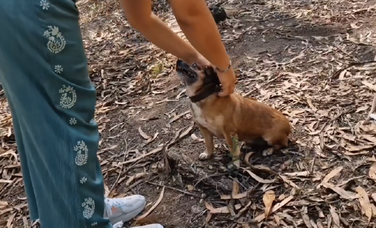CROA Famalicão lança campanha: "O amor não tira férias", não abandone os animais