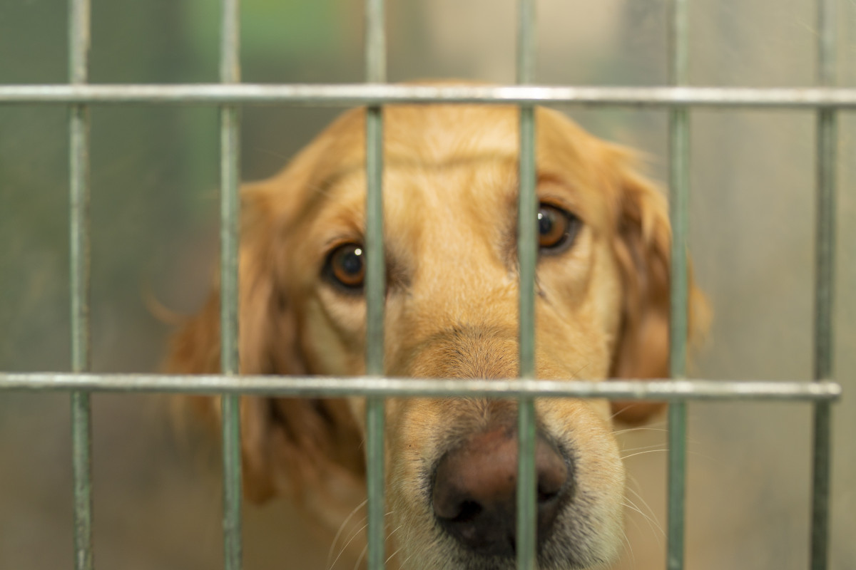 Abandono de cães e gatos preocupa na região