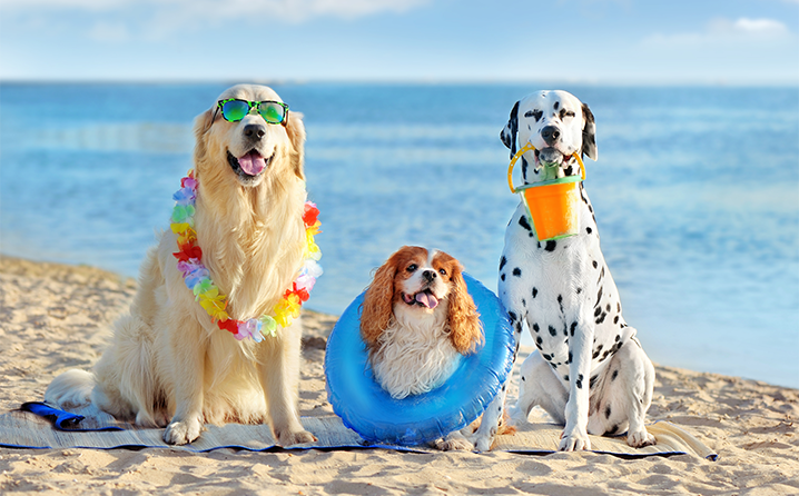 PAN quer permitir animais nas praias portuguesas