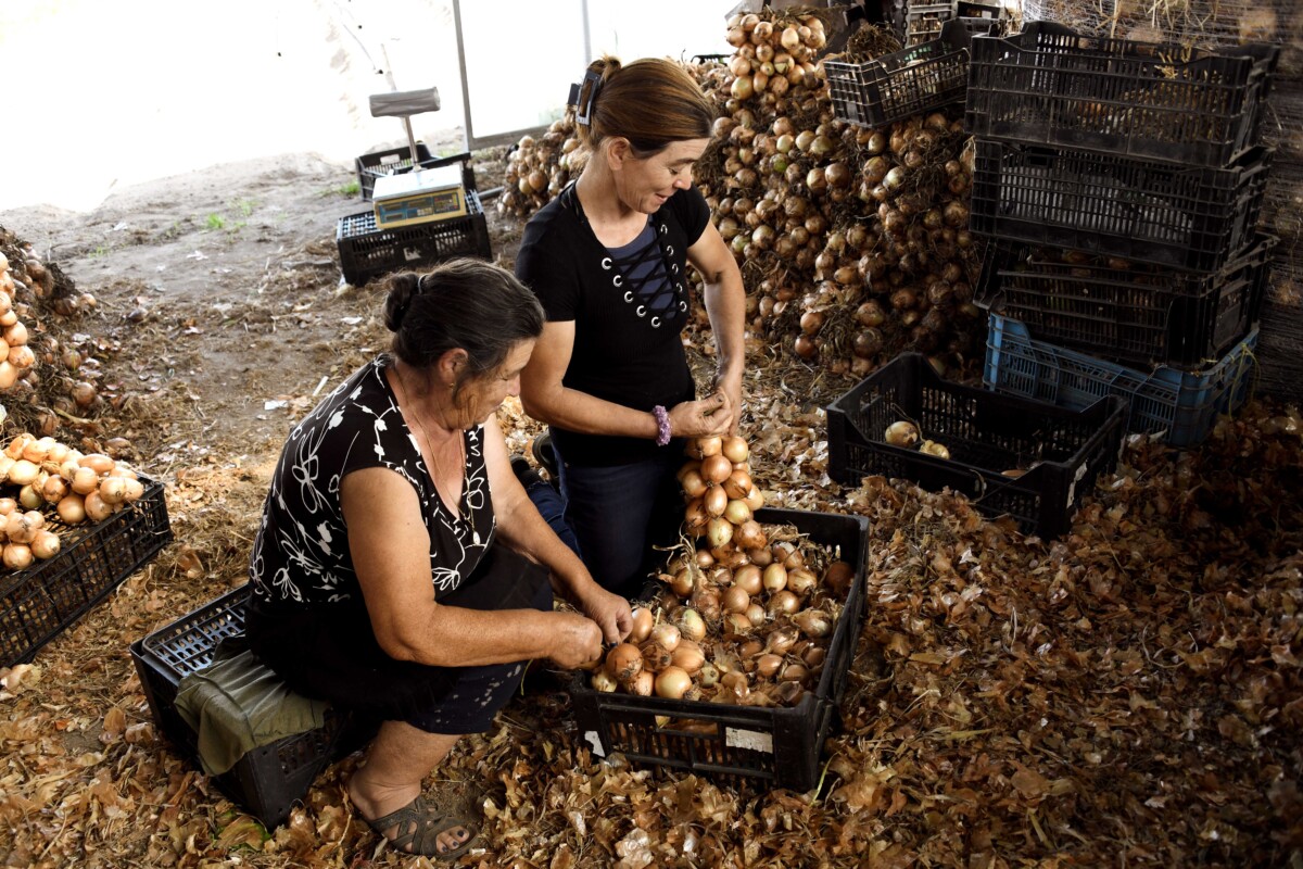 Famalicão: Feira das Cebolas na Mostra Comunitária de Gondifelos