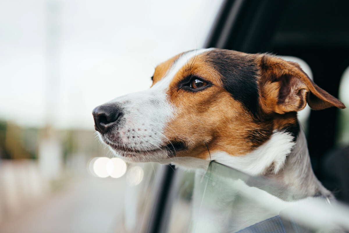 Insólito: Cão foge de casa em Famalicão e dirige-se sozinho ao veterinário onde é seguido