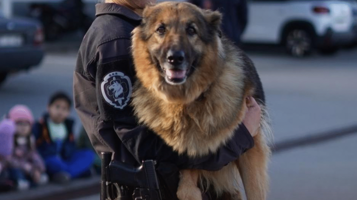 Famalicão: Cão da GNR trama homem de 30 anos na estação de Lousado