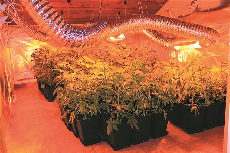 Alimentos com canábis: ASAE apreendeu mais de 3 500 produtos na região