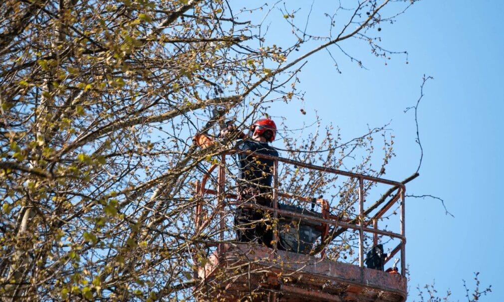 Câmara de Famalicão faz limpeza de vegetação urbana nas avenidas